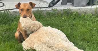 antoine dog sitter à LILLE 59000_1