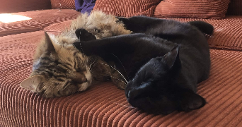 malorie pet sitter à TOULON 83000_1
