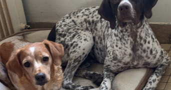 emeline pet sitter à BONNY SUR LOIRE 45420_3