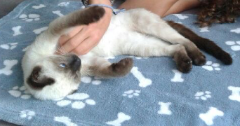 zora pet sitter à Angers 49000_1