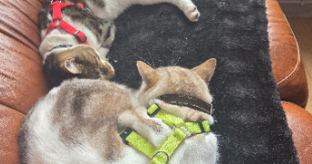 chloe pet sitter à MIRECOURT 88500_1
