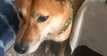 amélie pet sitter à BORDEAUX 33000_4