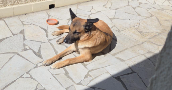 emilie pet sitter à PERPIGNAN 66000_0
