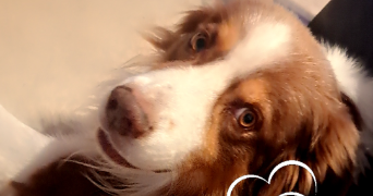 sandrine pet sitter à ALLEMOND 38114_5