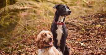 adélie pet sitter à FAMARS 59300_2