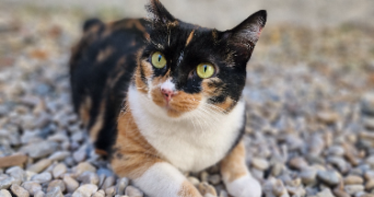 elsa pet sitter à Saintes 17100_9