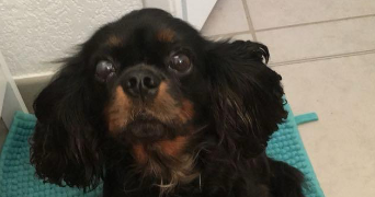 noémie pet sitter à TOULOUSE 31000_6