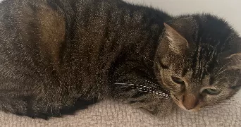 betul pet sitter à EVREUX 27000