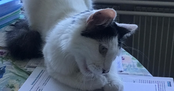 aude pet sitter à PARIS 09 75009_1