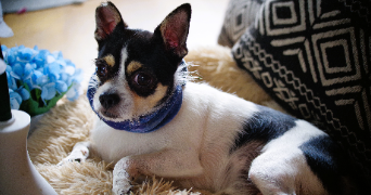 marine pet sitter à TREGUNC 29910_5