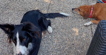 ewa-marion pet sitter à ECKBOLSHEIM 67201_10