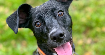 pauline pet sitter à MONTBERT 44140_1