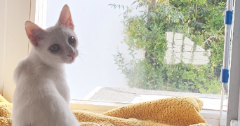 méli pet sitter à CHALLANS 85300_11