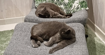 léa pet sitter à VALSERHONE 01200_5