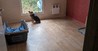 zoe pet sitter à ANGERS 49000_4