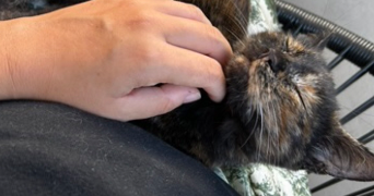 juliette pet sitter à MEUDON 92360_1