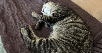 lucie pet sitter à THEZA 66200_1
