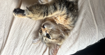 ninon pet sitter à TOULOUSE 31200_2