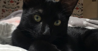 jade pet sitter à montpellier 34000_1