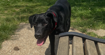 maïlys pet sitter à NANCY 54000_1