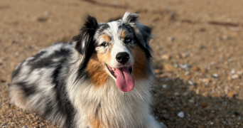 marine dog sitter à Saint Hilaire de Riez 85270_1