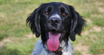 marlene pet sitter à AUNEAU BLEURY ST SYMPHORIEN 28700_68