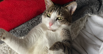 marie pet sitter à COURBEVOIE 92400_2