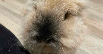 cassandre pet sitter à HAUDRECY 08090_3