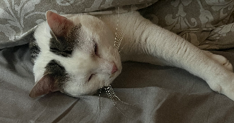 nisserine cat sitter à LYON 04 69004_1