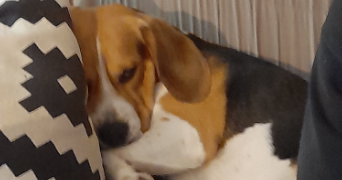 dominique dog sitter à GAGNY 93220_4