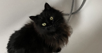 loann pet sitter à PARIS 17 75017_1