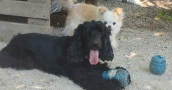 bianca  pet sitter à BAGNOLS SUR CEZE 30200_9