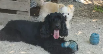 bianca  pet sitter à BAGNOLS SUR CEZE 30200