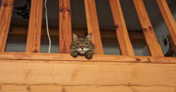 clémence pet sitter à PARIS 07 75007_6