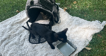 océane pet sitter à TOULOUSE 31400_7
