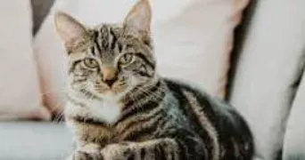 léane pet sitter à VILLEURBANNE 69100