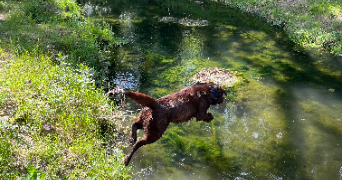 noa pet sitter à CREPY EN VALOIS 60800_2