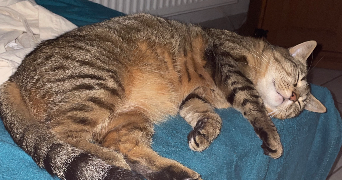 célina pet sitter à LILLE 59000_1