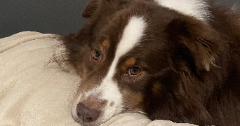 celie pet sitter à ROSHEIM 67560_1