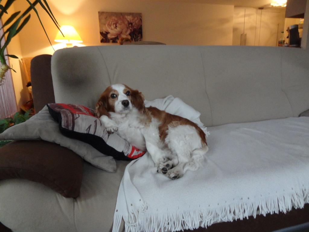 Bertrand dog sitter à Achenheim 67204_1