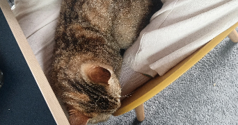 louise cat sitter à LIMOGES 87000_1