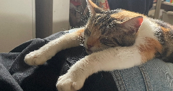 clémence pet sitter à LYON 07 69007_1