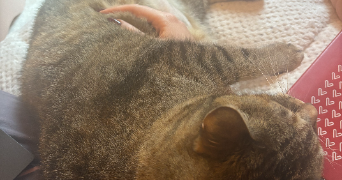 anouk pet sitter à CLICHY 92110_3