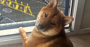 lucie pet sitter à NANTES 44100_4