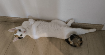 alexia pet sitter à POITIERS 86000_5