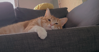marion cat sitter à MONTBELIARD 25200_1