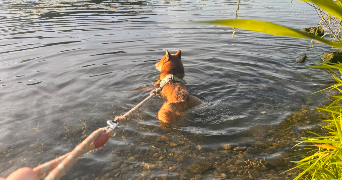 emma pet sitter à LYON 09 69009_3