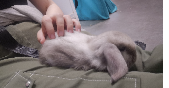 alex pet sitter à ANNEZIN 62232_2