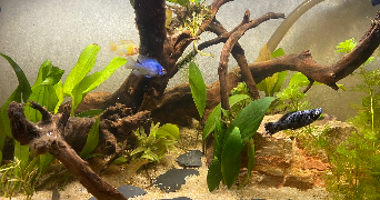 mathilde et florian  pet sitter à RENNES 35000_6