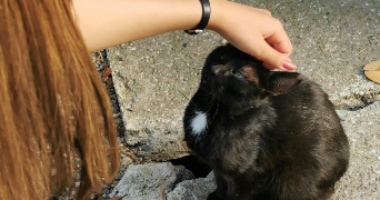 chabnam pet sitter à DIJON 21000_7